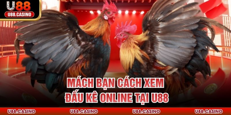 Mách bạn cách xem đấu kê online tại U88